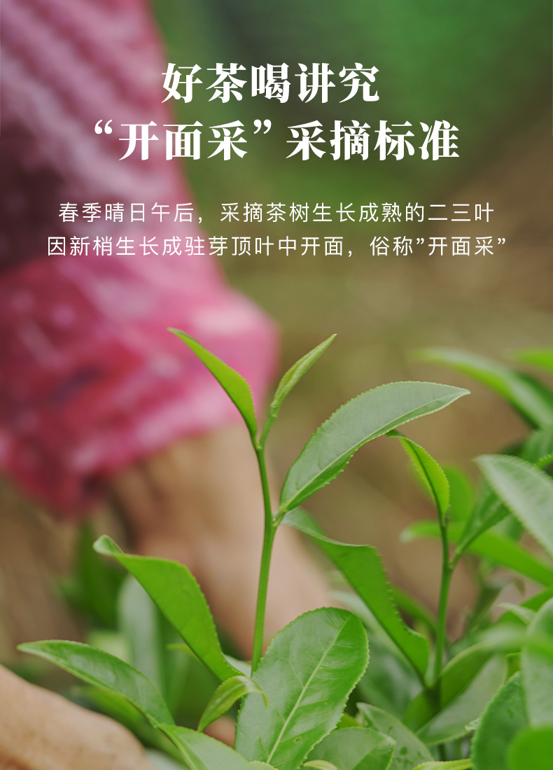 【中国直邮】八马茶叶 许晴代言 武夷山 水仙 岩茶 乌龙茶 一马当先 送礼茶叶 礼盒装240g