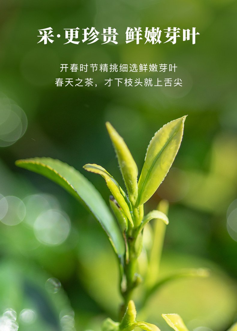 【中國直郵】八馬茶葉 2023年新茶春茶 浙江龍井綠茶 自己喝的茶罐裝50g