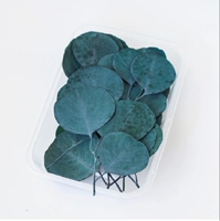 Вечный яблочный лист синий