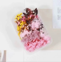 Розовый цвет цвета сухой цветок 4