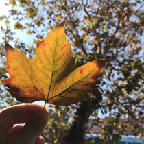 Maple leaf Sycamore leaf natural leaves dry deciduous leaf specimen decoration window props ginkgo biloba real leaf forest line