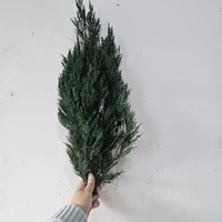 Куча вечных кипарисов оставляет около 100 г