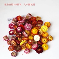 20 Хризантема