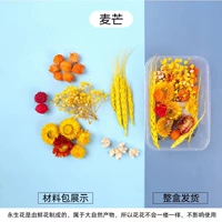 Имбирная пшеница