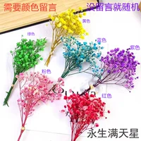 Белый → полный Tianxing маленький портрет случайный