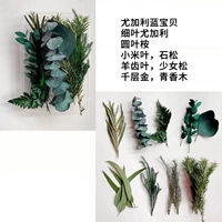 Арбуз красный цвет цвет сухой цветок 2