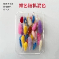 Коричневый цвет цвета сухой цветок 20