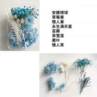 Светло -фиолетовый цвет цвет сухой цветок 17