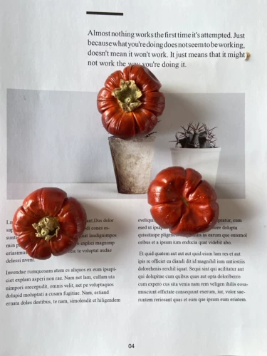 Высушенные цветы и маленькие тыква на натуральные растения натуральные растения мини -сушеные фрукты Праздничная атмосфера рождественские украшения