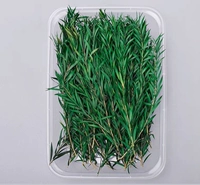 Вечная жизнь тысячи золотистого зеленого