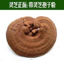 Changbai Mountain basswood red Ganoderma lucidum Linzhi diameter 26cm Yuan Jing Zhi