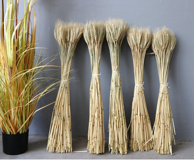 Natural Wheat Ears Dried Flowers Wheat Ears Dry Branches Harvest Leisure Farm Wheat Barley Green Plant Ornamental Fields Garden Ornaments