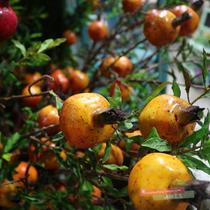 Pastoral series simulation pomegranate fruit branch homestay home decoration decoration art modeling simulation Berry fake flower