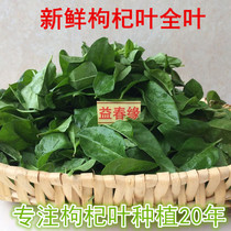 Wolfberry leaves fresh wolfberry leaves whole leaves 1 kg wolfberry vegetables Tulou specialty vegetables picked fresh on the same day delivery