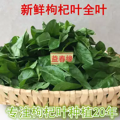 Lycium barbarum leaf fresh wolfberry leaf 1kg wolfberry vegetable earth building specialty vegetables picked fresh delivery on the same day