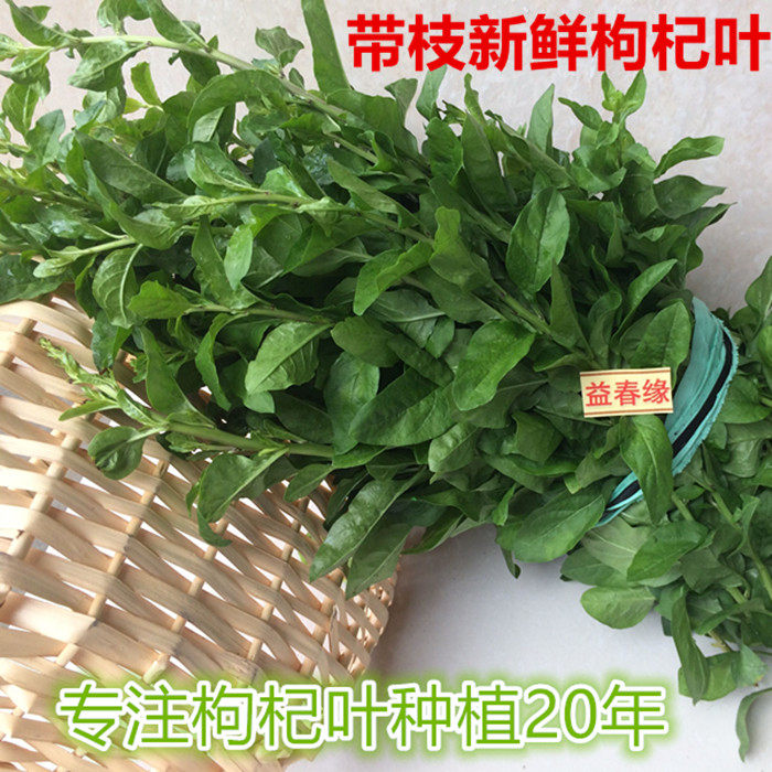 Wolfberry leaf fresh medlar leaves 1 catty with branches Medlar Vegetable Vegetable Soil Property On The Day To Be Picked Fresh And Shipped