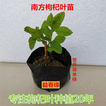 Southern edible wolfberry leaf seedlings wolfberry vegetable nutrition bag cultivation of a bag of native soil planting is easier to survive