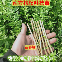 Southern wolfberry leaves and seedlings wolfberry vegetables large leaves and less thorny varieties 15 branches A cutout planted 5 parts