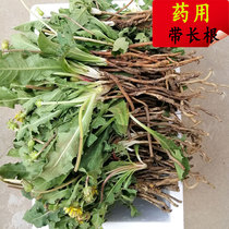 Dandelion fresh wild freshly dug tender leaves mountain wild vegetable mother-in-law Dinggen tea medicinal one 2 catties