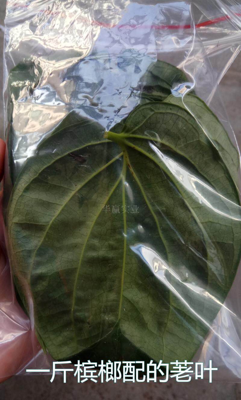 捞叶有什么副作用,捞叶每天可以吃多少,哪些人不可以吃捞叶_大山谷图库