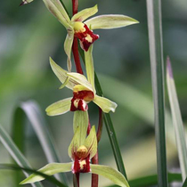 Junjun Lanyuan orchid seedlings send Spring Fire Phoenix late spring flowering fragrance native seedlings