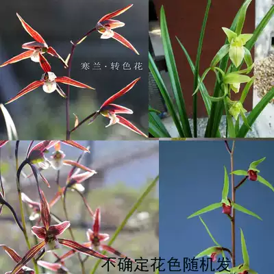 自然兰花苗浓香寒兰细叶浓香冬兰四季兰春兰蕙兰绿植物室内盆栽