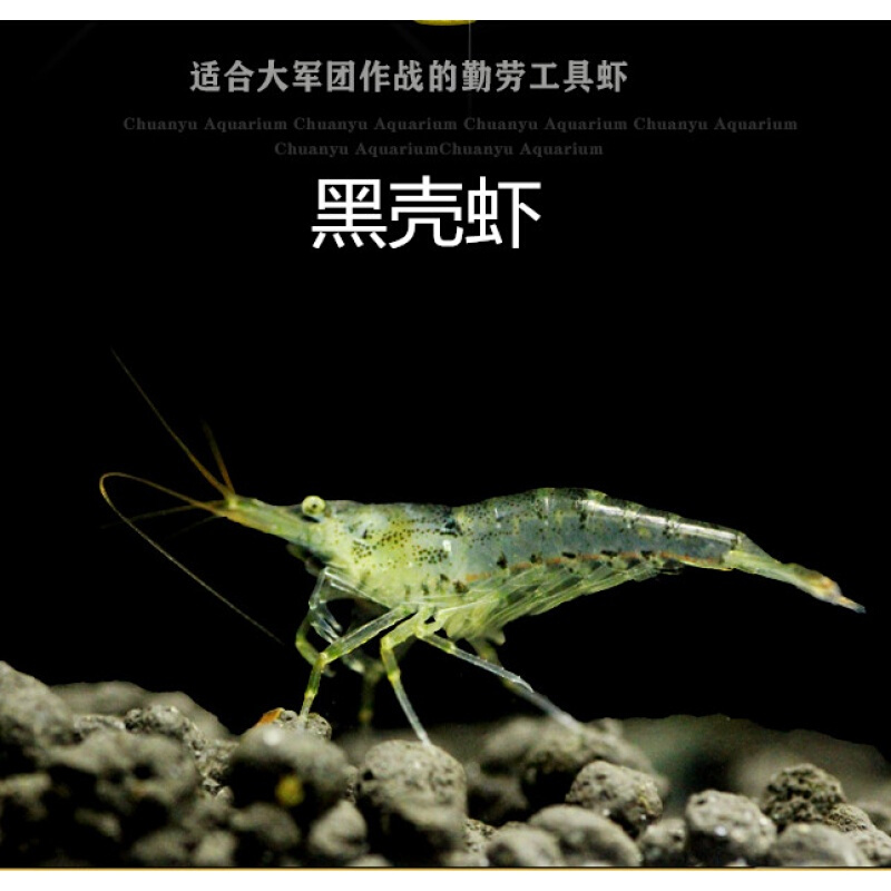 Black shell shrimp fish tank aquarium water grass cleaning algae removal tools freshwater ornamental shrimp mini shrimp pet live algae removal shrimp
