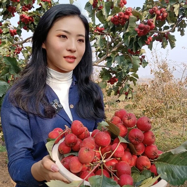 沂蒙山欣欣山楂