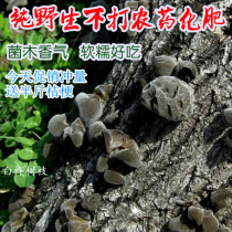 2021 Fidelity wild) Daxinganling pure wild dry goods black fungus 500g autumn fungus gift box packaging
