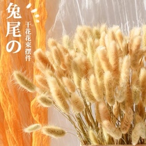 Original Color Rabbit Tail Grass 60 Branches 9 8 Yuan Bouquet Dog Tail Real Flowers Net Red Art Swing Piece Shooting Props Decoration