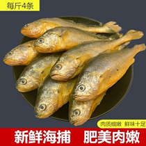 Fresh frozen yellow fish 2000g deep sea yellow croaker East China Sea fish rhubarb fish live seafood aquatic products
