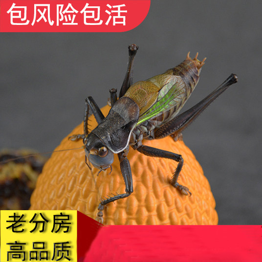 The boss finely picks up the call rate High non-pass goods artificial living body Stinkhand Sturquoise Spack risk