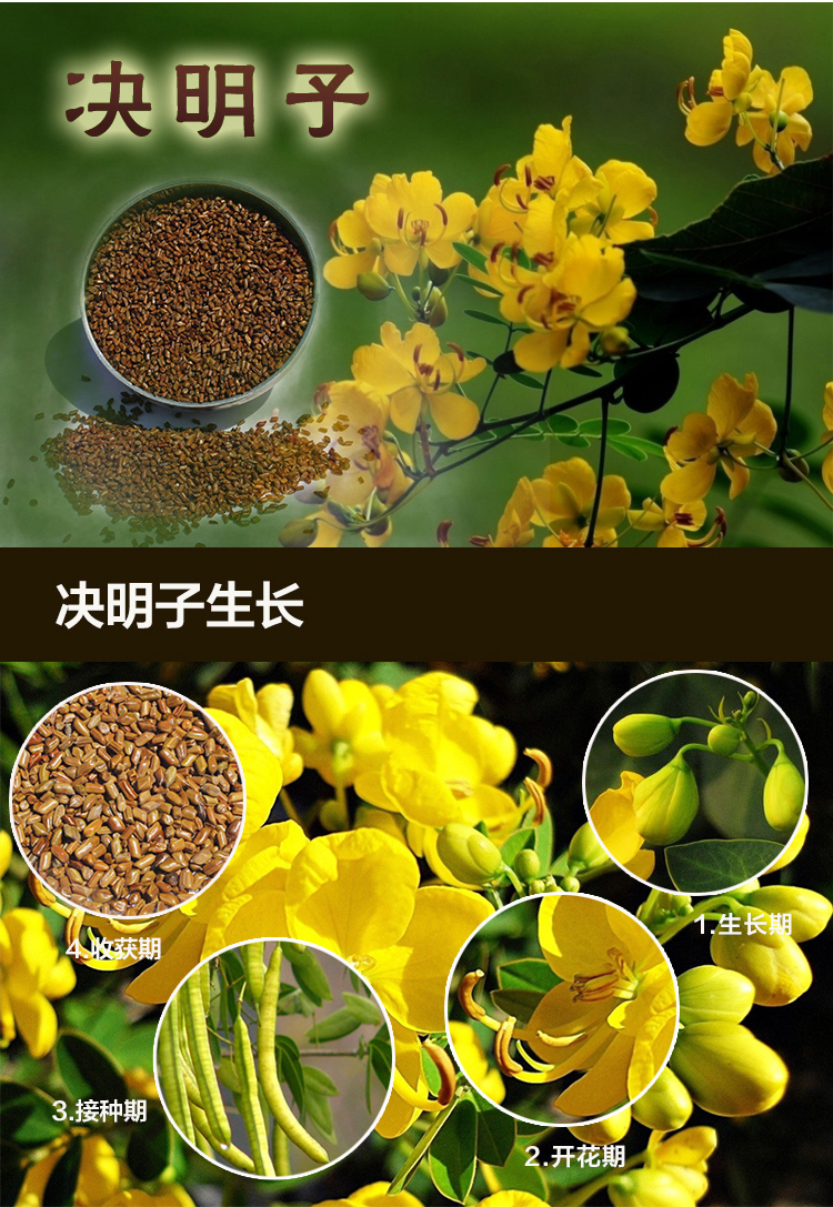 Gối vật liệu cốt lõi cassia hoang dã không có tạp chất số lượng lớn trẻ em cassia đồ chơi cassia gối sức khỏe