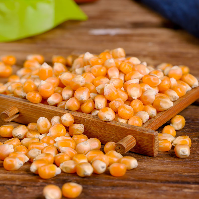 Popcorn corn kernels round commercial household Popcorn special small corn kernels burst corn 5kg