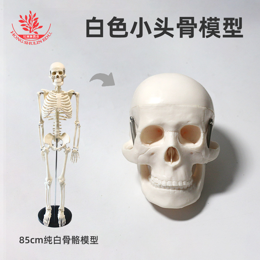 白色小头骨模型PVC材质医学教学用85cm人体白色骨骼模型配套头骨
