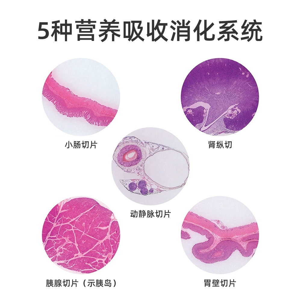 5种人体消化吸收系统类生物切片HE染色组织学教学研究用小肠切片