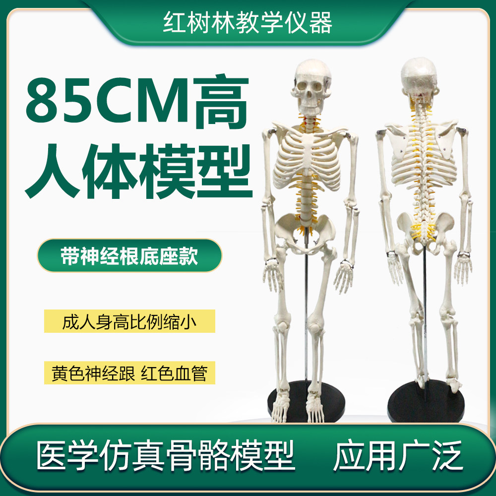 85cm人体骨骼模型瑜伽教学讲解医用带脊椎神经椎间盘骨架标本模型