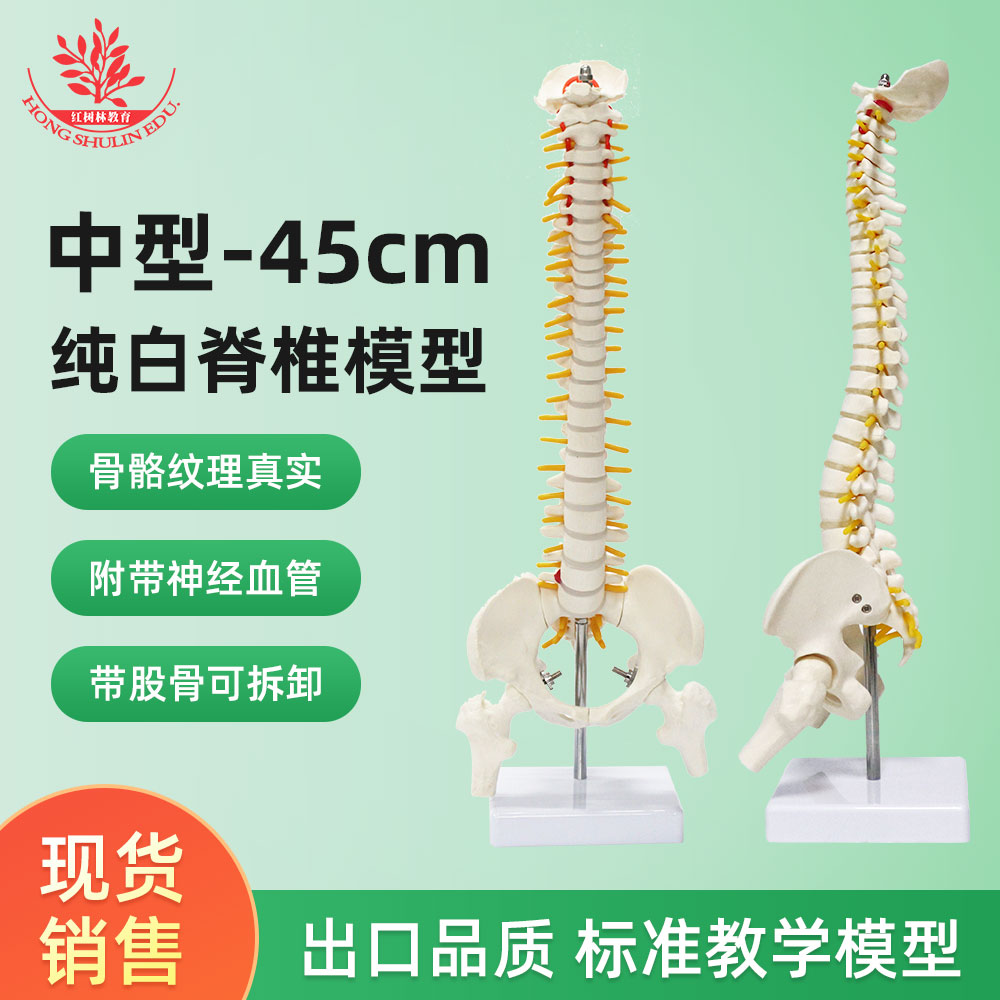 45cm纯白人体脊椎模型纹理清晰盆骨股骨可拆卸有底座医用教学模型