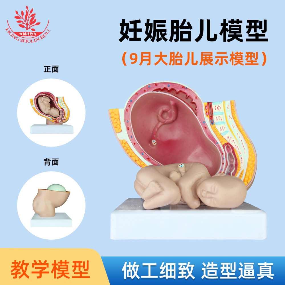 妇科女性盆腔附足月胎儿模型医学教学医生展示用妊娠九月胎儿模型