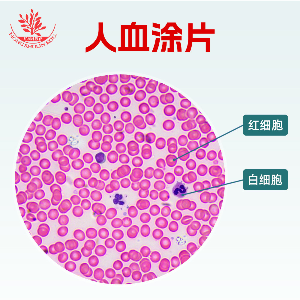 人血涂片人精子涂片红细胞白细胞显像清晰高教品质生物标本切片