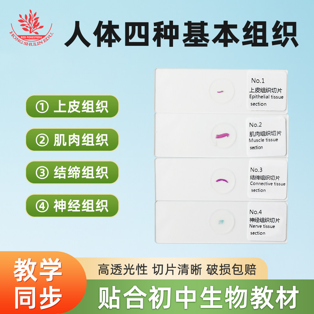 人体四种基本组织包含上皮肌肉神经结缔组织教学同步生物观察玻片
