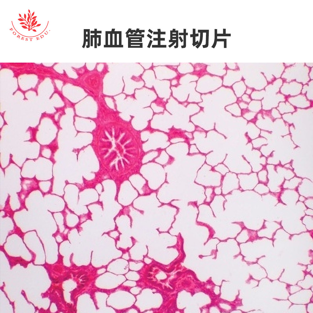 人体循环系统显微玻片肺血管注射切片动静脉神经横切大动脉大静脉
