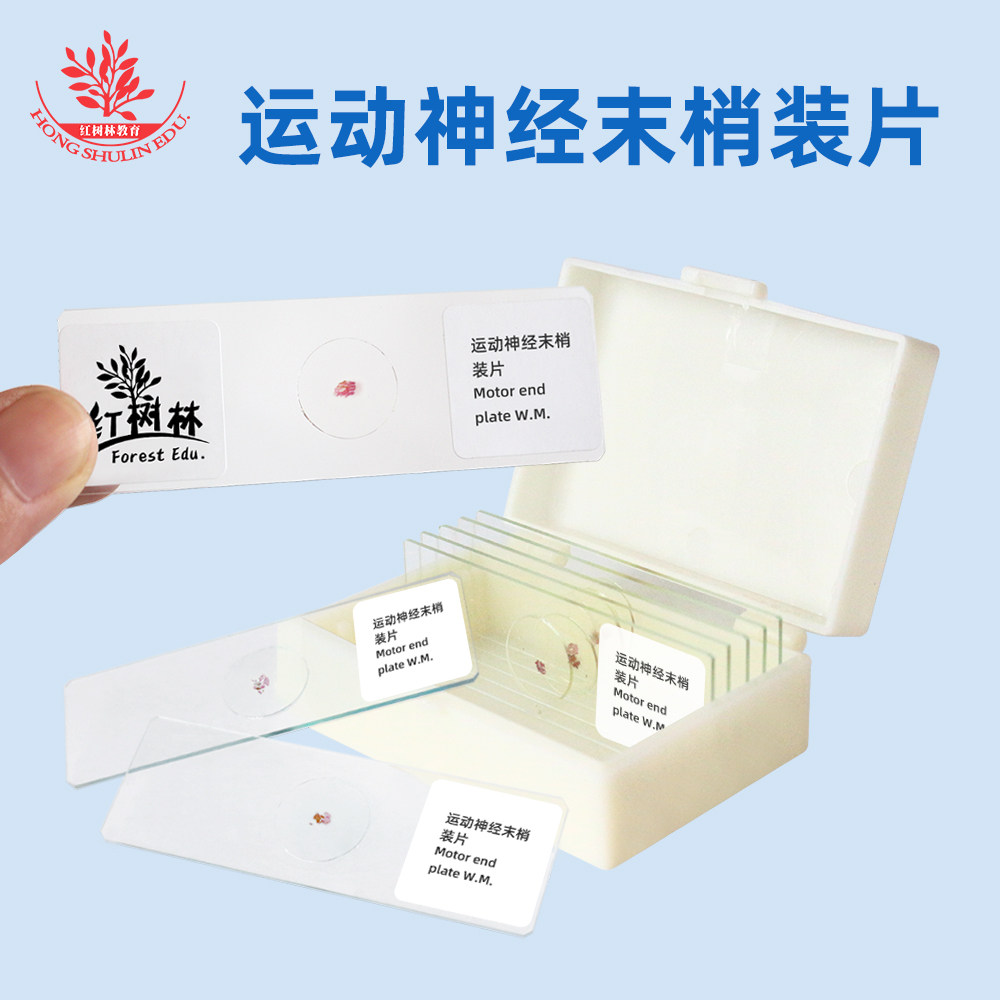 运动神经末梢装片厂家直销多种生物显微镜玻片染色均匀易观察