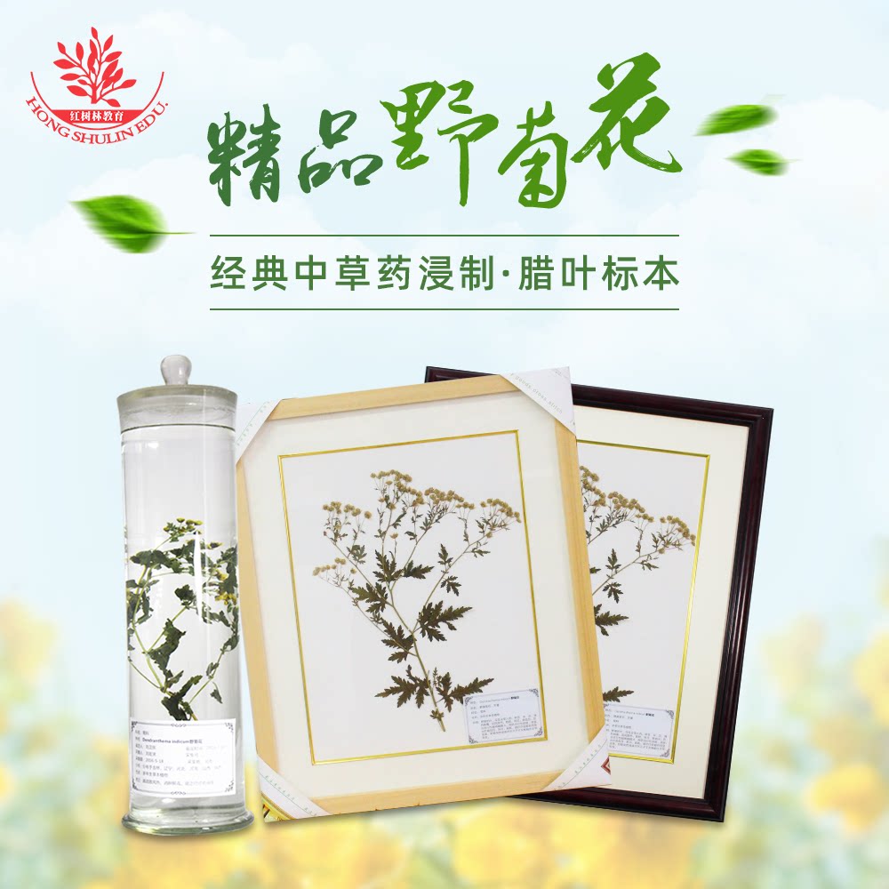 野菊花蜡叶标本原植物长久保色形态美观高透玻璃瓶中草药浸制标本