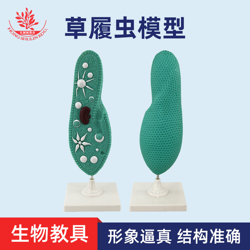 草履虫模型初中高中生物模型科教仪器演示生物教学课堂讲解模型