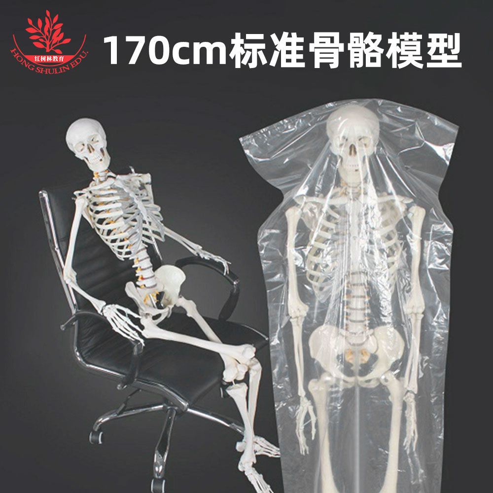 纯白经典款医用170cm人体骨骼模型做工逼真不易倾倒1:1大骨架标本