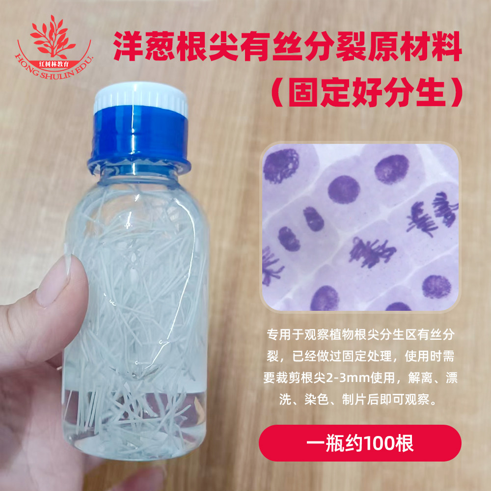 洋葱根尖有丝分裂原材料容易固定好分生区高中生物龙胆紫染色
