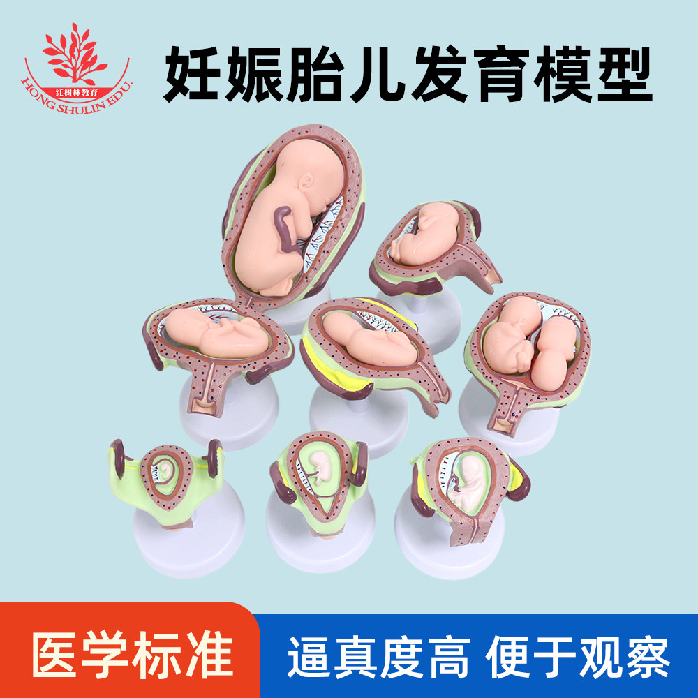 妊娠胎儿发育模型医学标准教学讲解模型便于观察生物教学器材