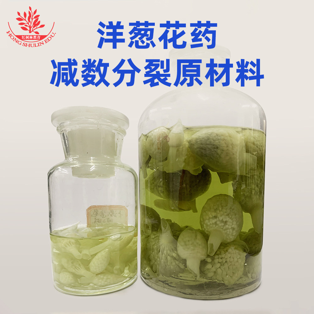 洋葱花药减数分裂原材料中学生物实验观察大学卡诺氏固定核型分析