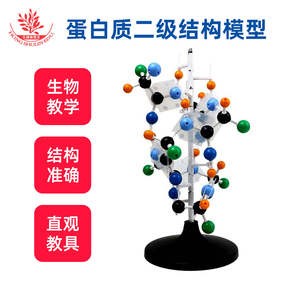 蛋白质二级结构模型45cm高大号蛋白质模型学校老师教学演示模型
